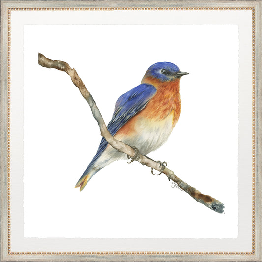 sitting bluebird