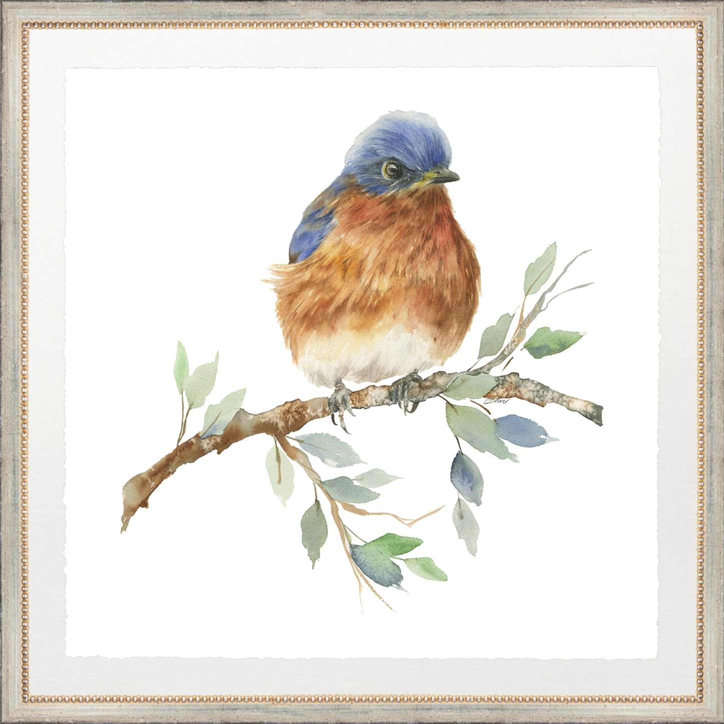 fluffy bluebird on leafy branch