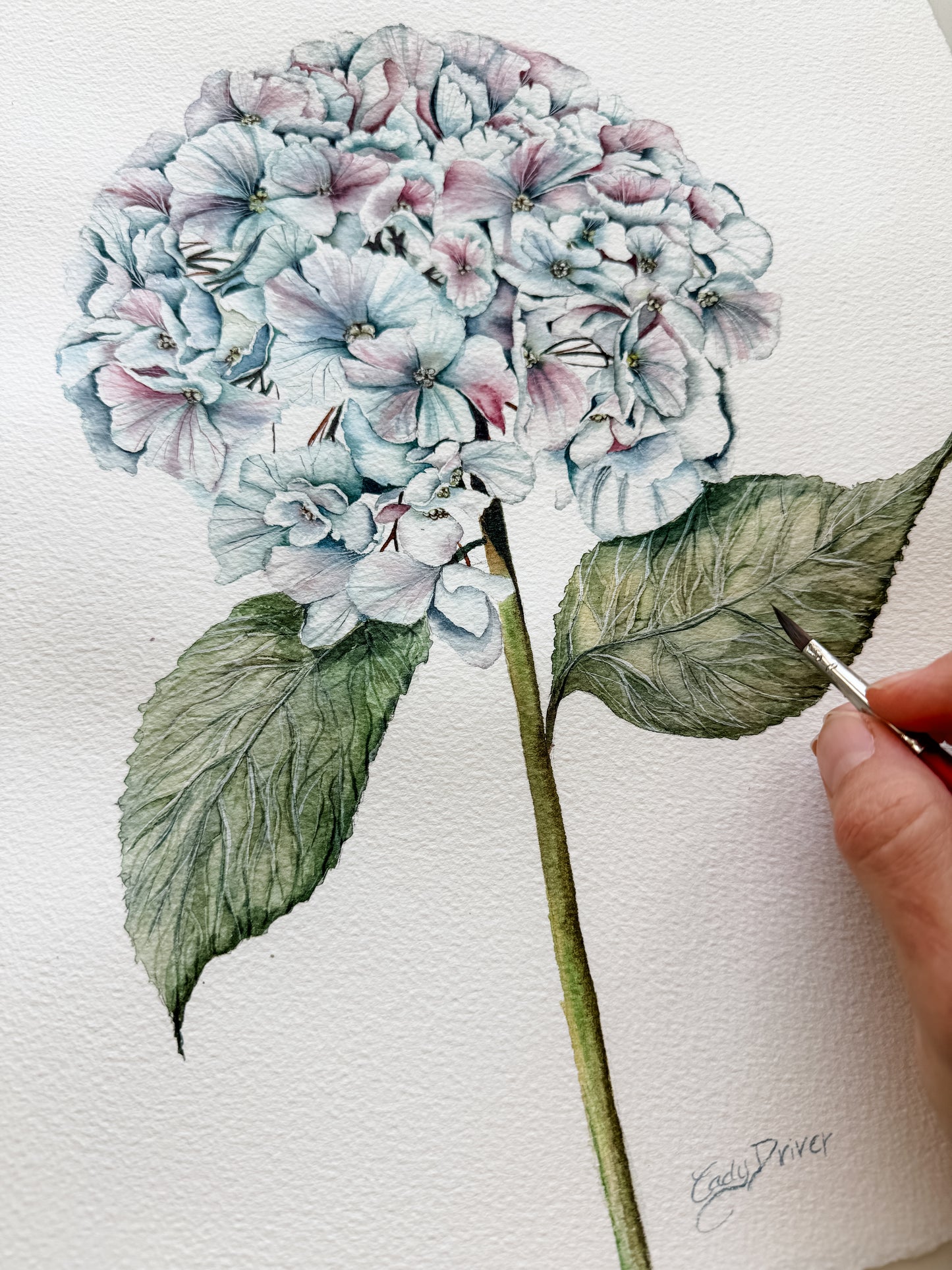 hydrangea